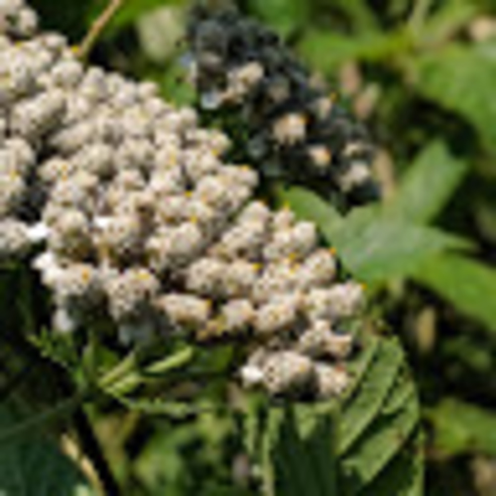 Meet your Posher, Mimi